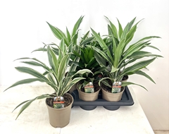 Dracaena Mix 17Ø 40cm