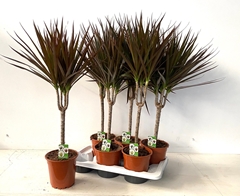 Dracaena Magenta 17Ø 75cm