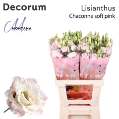 Eustoma Double Chaconne Soft Pink 70cm