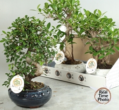 Bonsai Mix 19Ø 40cm