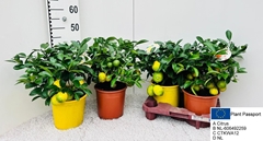 Citrus Microcarpa 19Ø 50cm