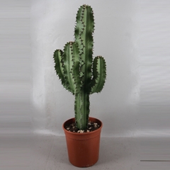 Euphorbia Ingens 19Ø 90cm