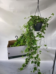 Hedera Helix Goldchild 19Ø 100cm