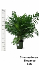 Chamaedorea Elegans 23Ø 110cm