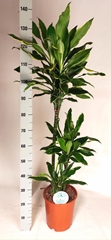 Dracaena Gold Coast 24Ø 140cm