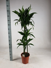 Dracaena Janet Craig 24Ø 140cm