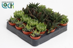 Haworthia Mix 5Ø 10cm