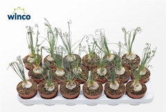 Albuca Frizzle Sizzle 8Ø 20cm