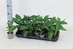 Dieffenbachia Green Magic 8Ø 30cm