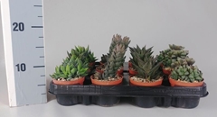 Haworthia Mix 8Ø 7cm