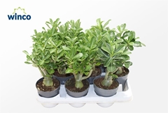 Adenium Obesum 10Ø 25cm