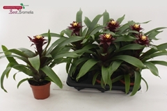 Guzmania Paulina 12Ø 30cm
