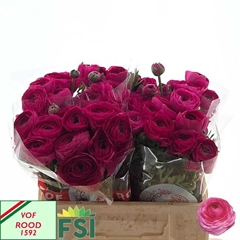 Ranunculus Elegance Hot Pink 35cm 30gr.