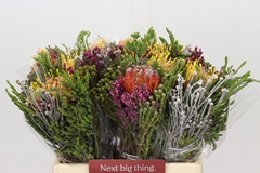 Protea Per Bunch 40cm