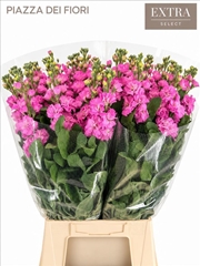 Matthiola Iron Hot Pink 65cm