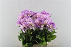 Dahlia Sweet Tiamo 50cm