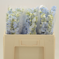 Delphinium Double Dewi Boy 50cm