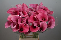 Zantedeschia Captain Romance 80cm