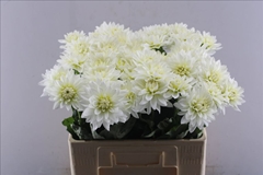 Dahlia Karma Maarten Zwaan 55cm