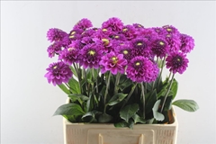 Dahlia Purple Fox 60cm