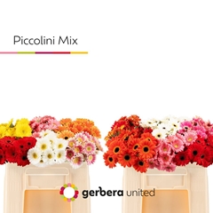Gerbera Nano Piccolini Mix 50cm