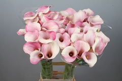 Zantedeschia Blushing Lady 90cm