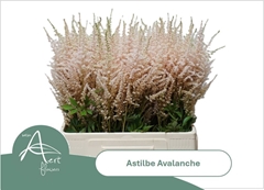 Astilbe Avalanche 65cm