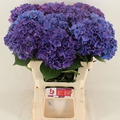 Hydrangea Rodeo Purple 60cm 17-19cm Hd