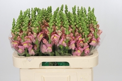 Antirrhinum Antibes Pink 65cm