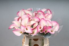 Zantedeschia Call Mario 60cm