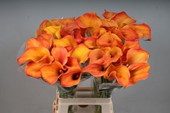 Zantedeschia Callista 70cm