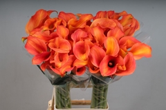 Zantedeschia Callista 80cm