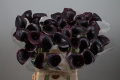 Zantedeschia Cantor 70cm