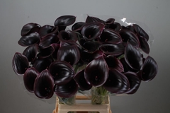 Zantedeschia Cantor 80cm