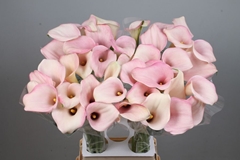 Zantedeschia Candyfloss 80cm