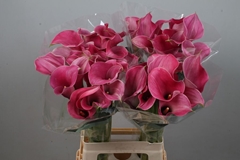 Zantedeschia Captain Romance 70cm