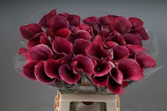 Zantedeschia Captain Promise 65cm