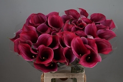 Zantedeschia Captain Promise 70cm