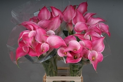 Zantedeschia Pink Jewel 80cm