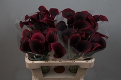 Zantedeschia Call Amazone 55cm