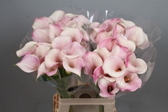 Zantedeschia Blushing Lady 70cm
