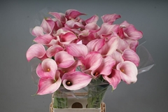 Zantedeschia Blushing Lady 80cm