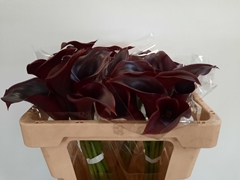 Zantedeschia Cantor 50cm
