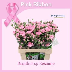 Dianthus Spray Roxanne 65cm