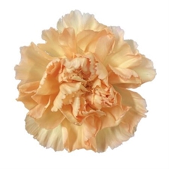 Dianthus Single Crimea 55cm
