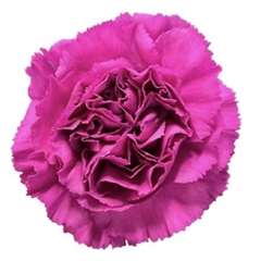 Dianthus Single Haiku 70cm