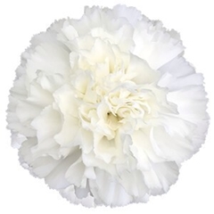 Dianthus Single Moonlight 70cm