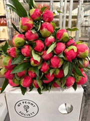 Paeonia Coral Charm 50cm