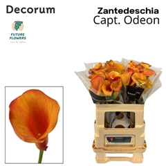 Zantedeschia Captain Odeon 55cm