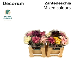 Zantedeschia Mixed 40cm